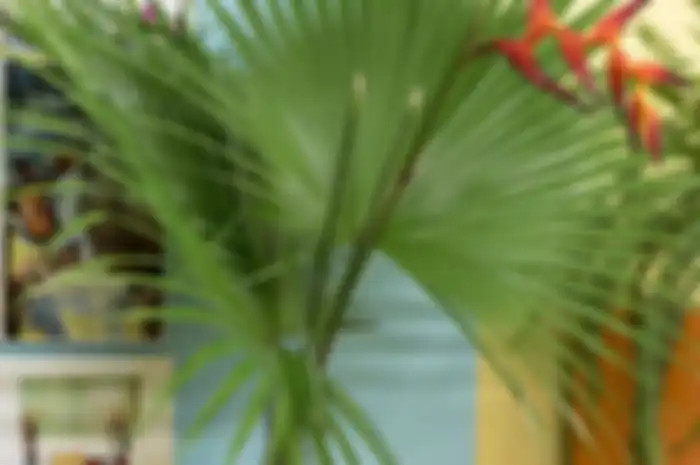 Ilustrasi Heliconia