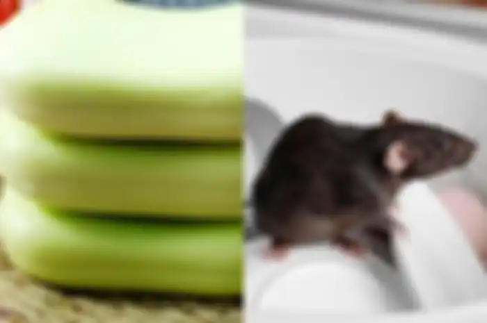 Mengusir Tikus dengan Sabun Batang