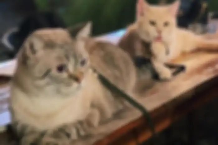 Kucing