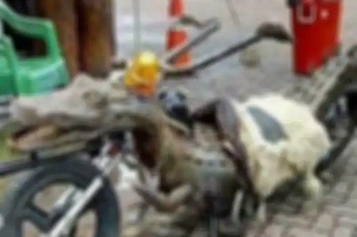 Modifikasi motor bertema buaya