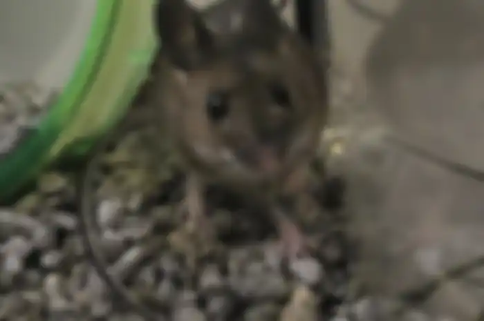 Bau kencing tikus di rumah membuat penghuni jijik. Begini cara membersihkannya.
