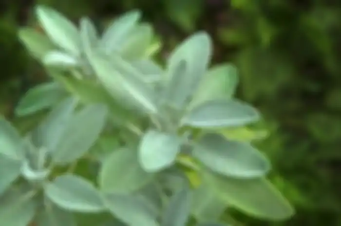  Berikut tanaman hias berwarna sage green yang bisa mempercantik rumah. 