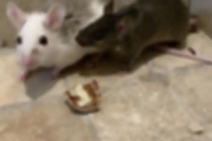 Campuran minyak atsiri dan bahan dapur dijamin ampuh membasmi tikus di ruang masak.