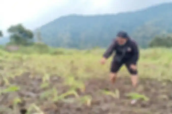 Cuma tumbuh di 3 tempat di dunia, bunga edelweiss rawa langka rusak akibat motor trail.