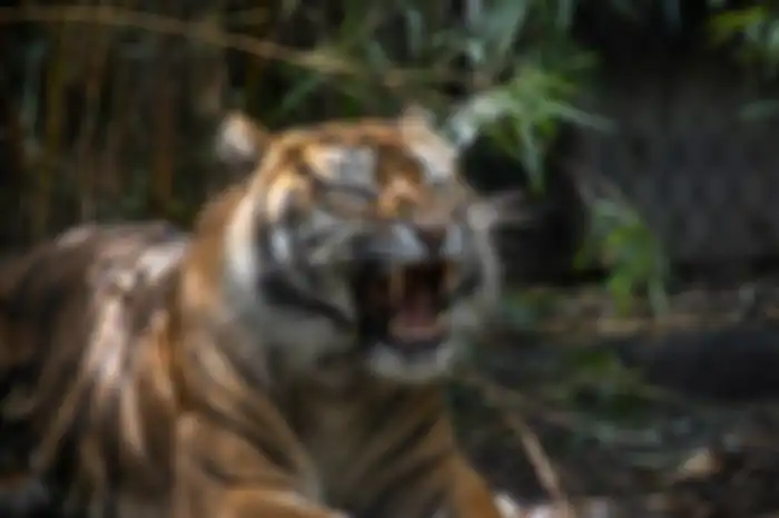 Ilustrasi khodam harimau