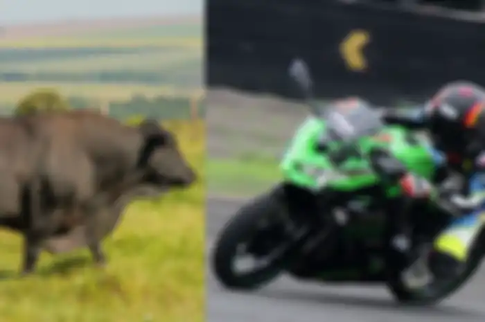 Sapi Brangus, salah satu sapi yang sering dijadikan kurban dengan bobot sekitar 200 kg dan harga yang mencapai dua unit Ninja ZX-25R. WOW