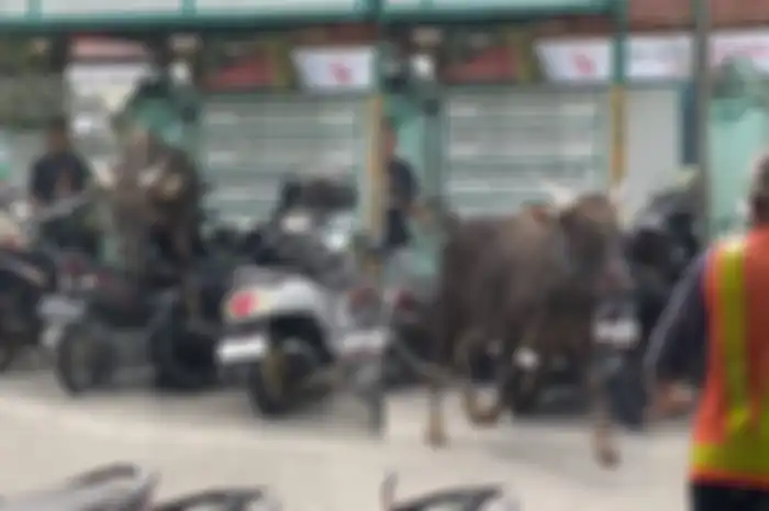 Sapi kurban Idul Adha mengamuk dan seruduk motor, pemilik motor punya hak menuntut. Ini kata pengacara.