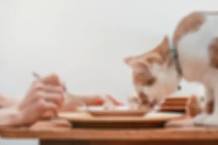 Ilustrasi kucing makan makanan manusia