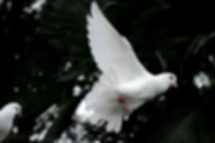 kekuataan khodam merpati putih
