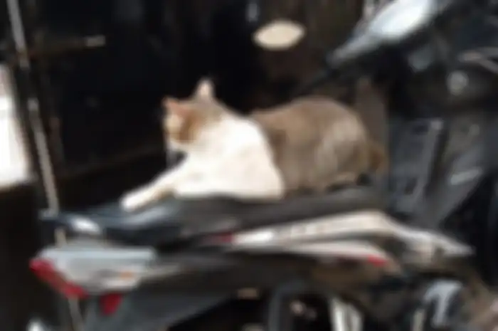 Jok motor rusak akibat cakaran kucing, lakukan modifikasi motor untuk mencegahnya.