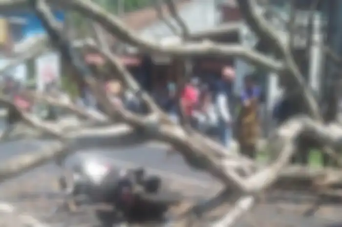 Pohon mendadak tumbang menimpa pengendara motor hingga tewas