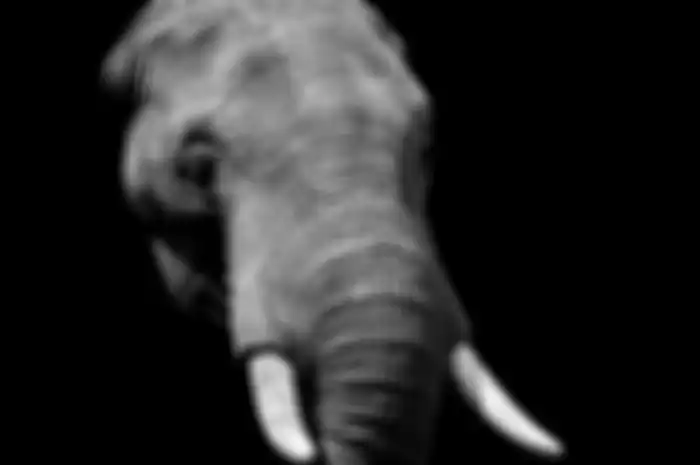Ilustrasi khodam gajah hutan