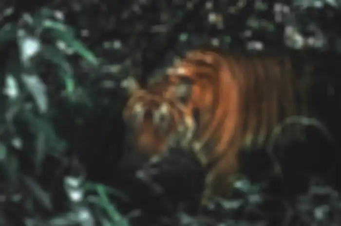 Ilustrasi khodam macan gunung Lawu