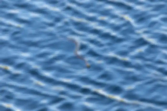 Khodam ular naga laut Pantai Selatan