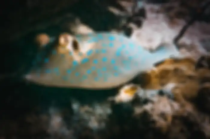 Ikan Pari Jawa dinyatakan Punah.