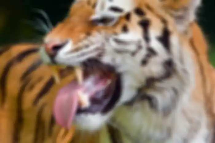 Ilustrasi khodam macan Gunung Lawu