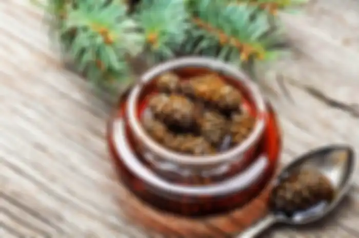 Selai pinus