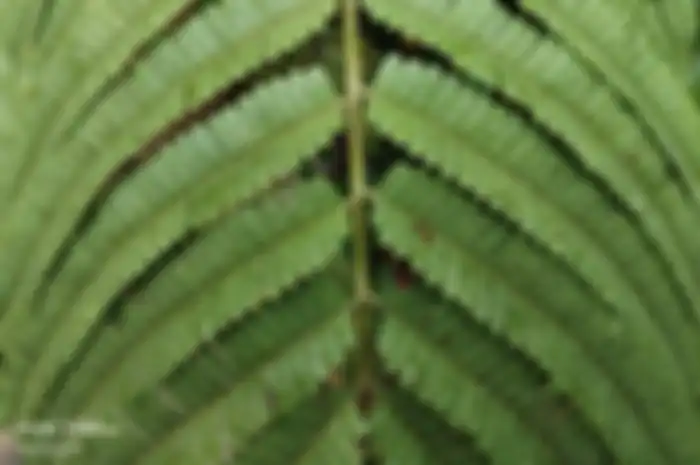 Hasil foto kamera vivo Y100 5G.