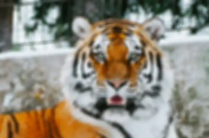 Ilustrasi khodam harimau