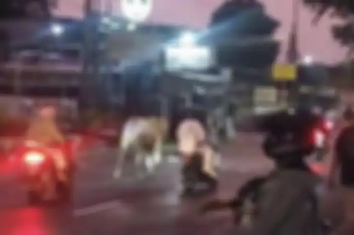 Sapi kurban mengamuk dan serang pemotor