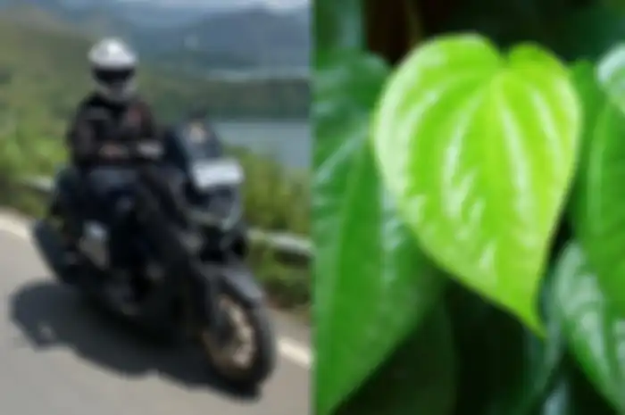 Ilustrasi pemotor (kiri) dan daun sirih (kanan).