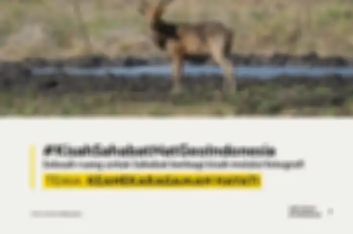 Flyer Kisah Sahabat National Geographic Indonesia dengan Tema Keanekaragaman Hayati