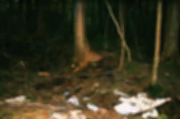 8 Foto Menyeramkan Hutan Tempat Orang bunuh diri di Jepang, Aokigahara
