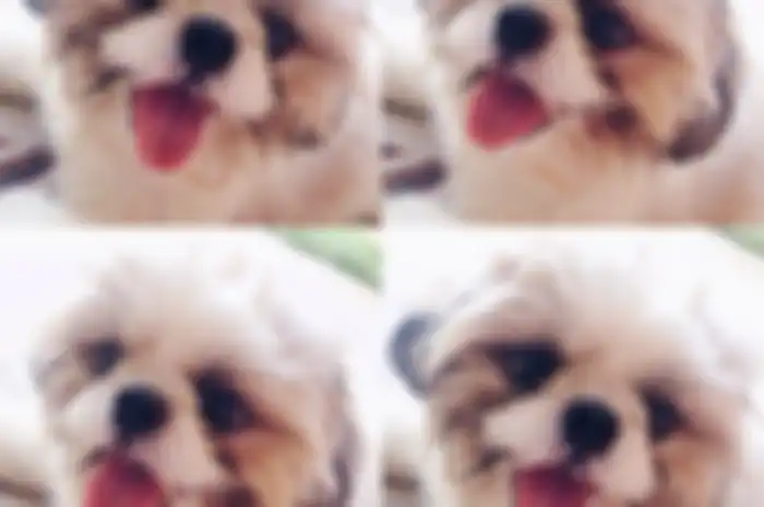 5 Anjing Paling Ramah Buat Dipelihara