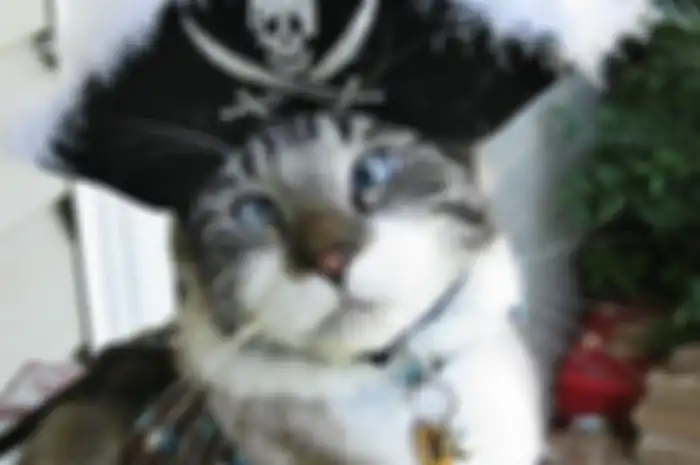 Spangles Kucing Bermata Juling Yang Hobi Banget Selfie
