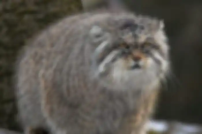 Kucing Unik dan Langka
