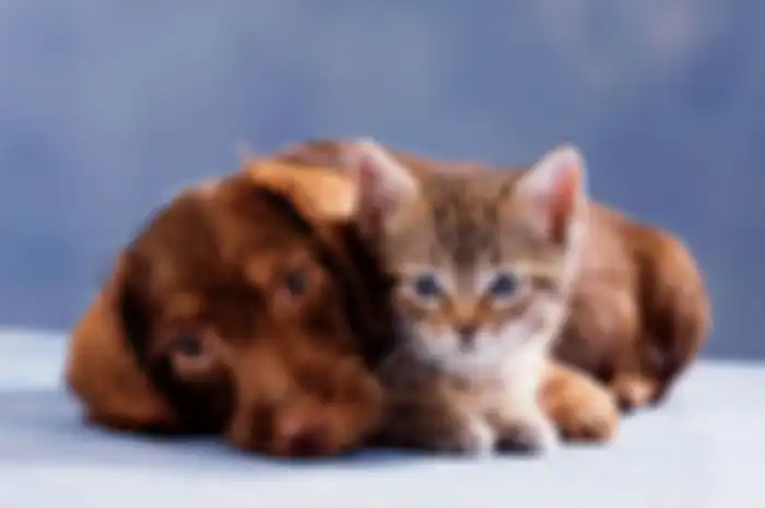 Kucing dan Anjing Bisa Lihat Hantu