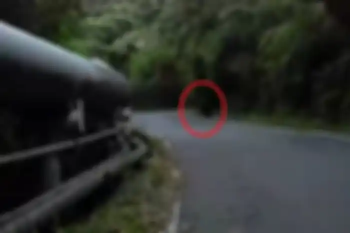 Seekor macan kumbang nampak turun ke jalanan Kamojang dari Arah Garut.