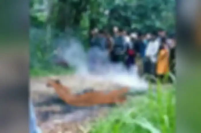 Tersangka pencuri motor tewas mengenaskan dibakar massa di Probolinggo.