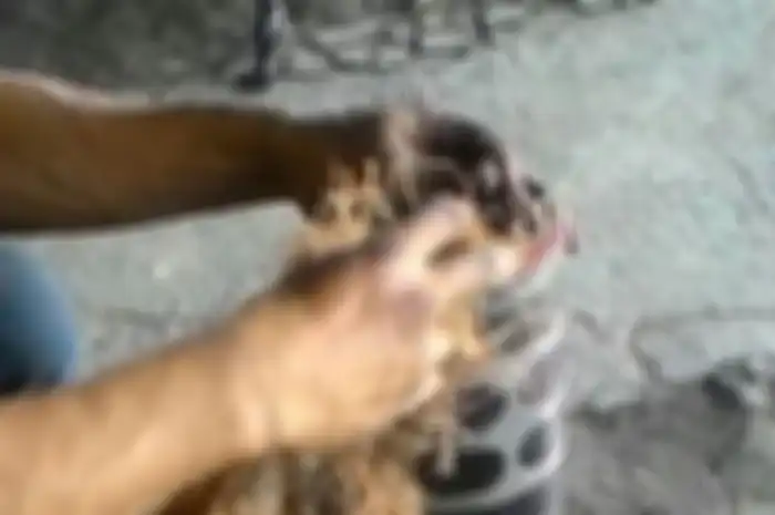 Serabut peredam knalpot bikin gatal. Pakai sarung saat memasang peredam knalpot