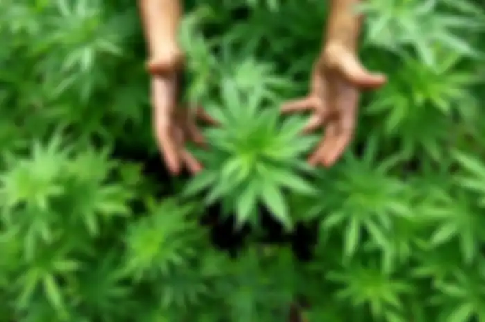 Penggunaan Ganja Untuk Obat