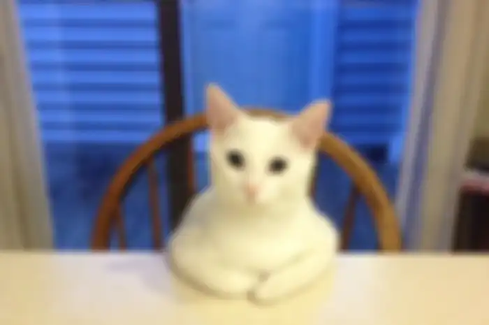 Si Mpus alias kucing nunggu kolak dateng
