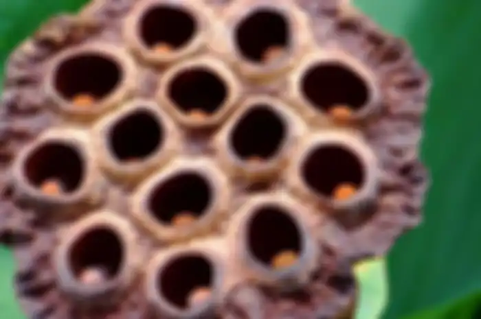Trypophobia