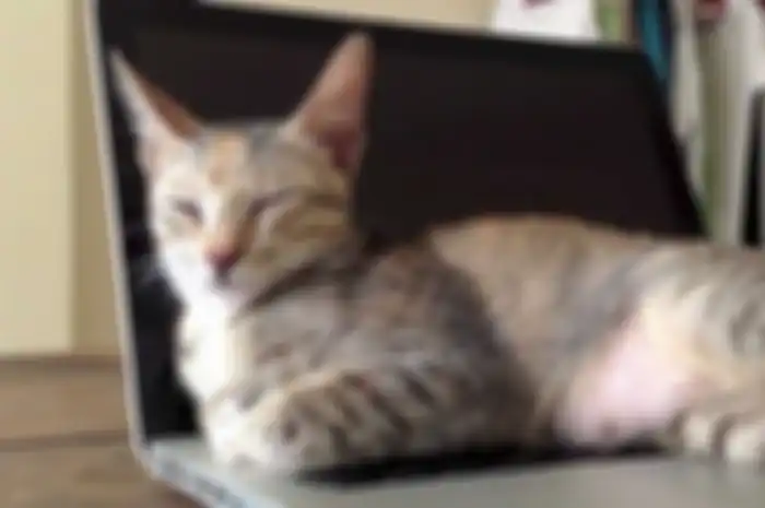 Kucing di atas laptop.