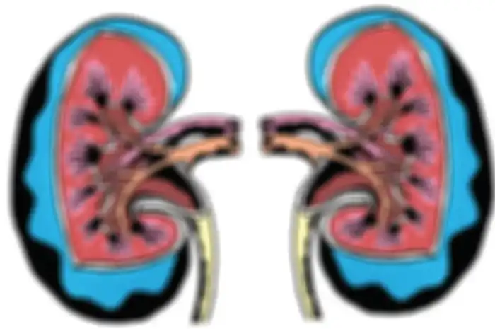 Ilustrasi Ginjal