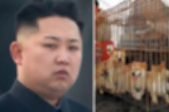 Kim Jong Un minta rakyatnya makan daging anjing