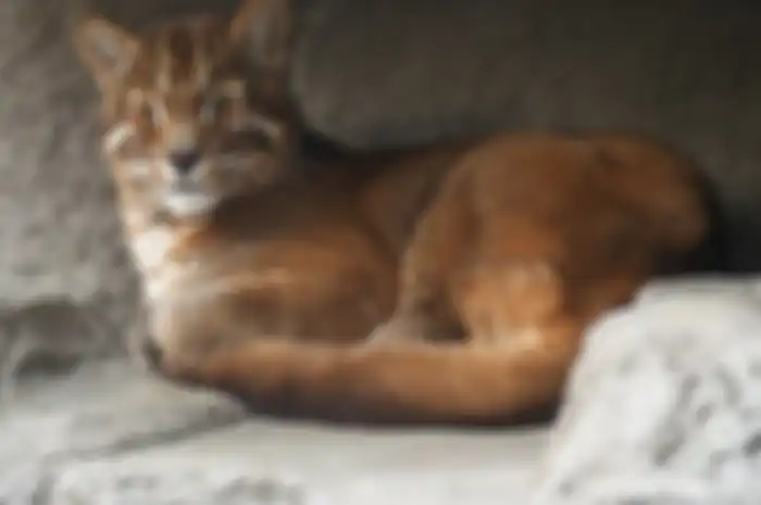 Kucing Emas