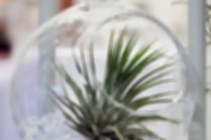Tillandsia yang Bersantap di Udara