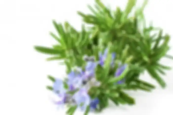 Ingin Mempertajam Ingatan, Cobalah Mencium Aroma Rosemary!