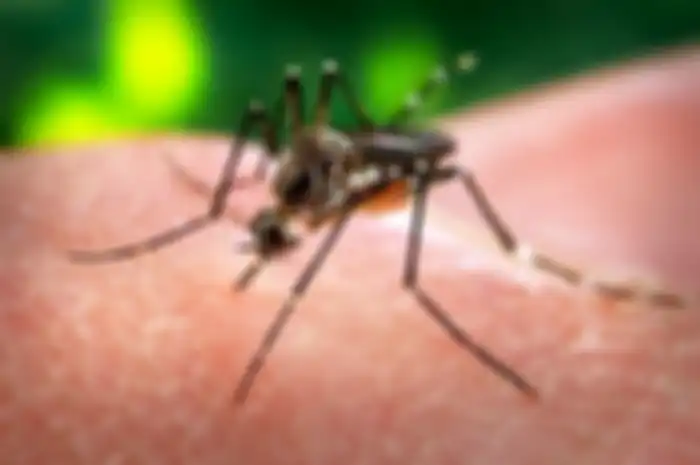 Virus Zika, Virus Baru di Indonesia yang Ditularkan oleh Nyamuk