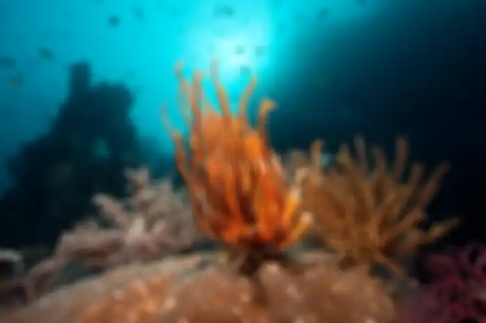 Raja Ampat, Pulau Surga dari Indonesia
