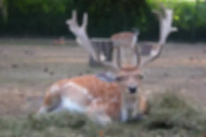 Rusa Jantan Yang Sombong