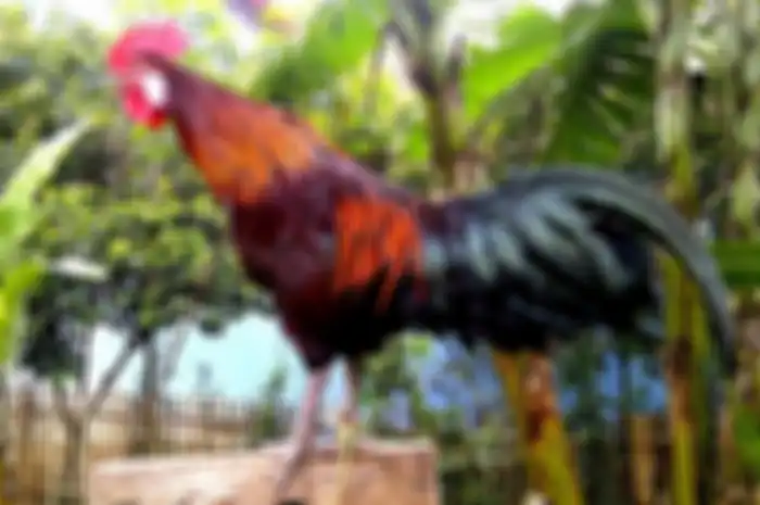 Ayam Ketawa yang Nyaris Tak Terdengar Lagi Tawanya: Tak Hanya Suaranya, Warnya Juga Unik
