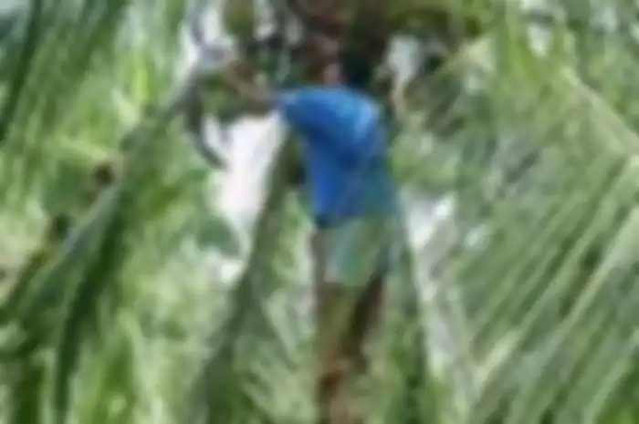 Seri TOGA:  Lawan Uban dengan Kelapa Hijau