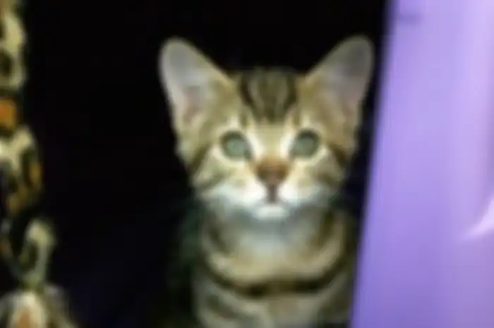 Jangan Takut Pelihara Kucing
