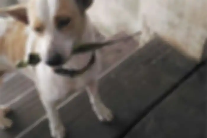 Tua Plu si anjing yang lucu